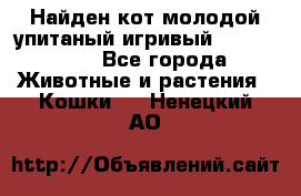 Найден кот,молодой упитаный игривый 12.03.2017 - Все города Животные и растения » Кошки   . Ненецкий АО